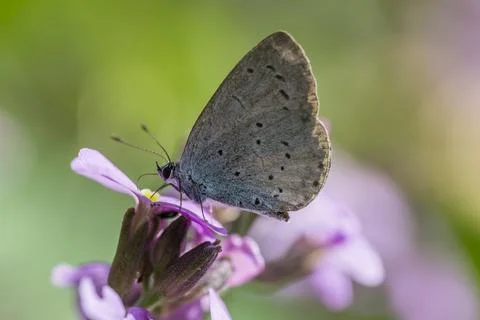 Small blue butterfly tacking nectar from a Erysimum Bowles Mauve wallflower Fotos de archivo