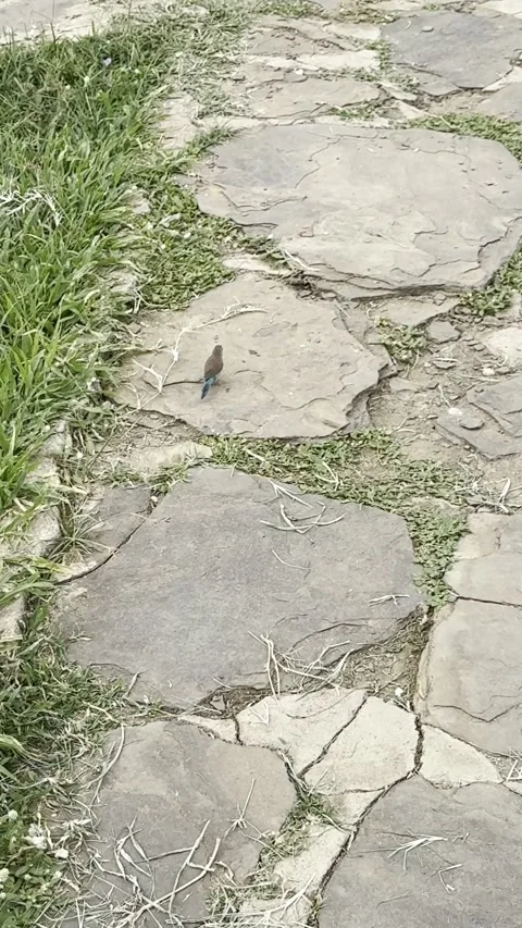Small blue cordon-bleu bird hopping on stone path in Tanzania vertical Stock Footage 344476799