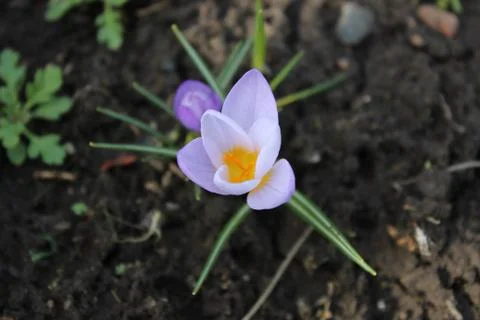 Small blue crocus flower on a background of soil. Early spring. Stock Photos