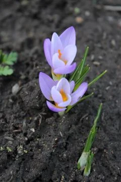 Small blue crocus flower on a background of soil. Early spring. Stock Photos