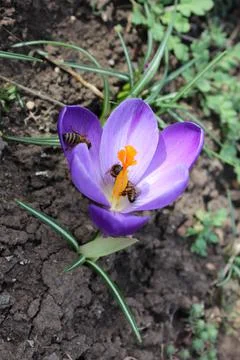 Small blue crocus flower on a background of soil. Early spring. Stock Photos