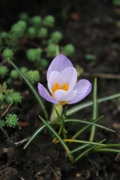 Small blue crocus flower on a background of soil. Early spring. Stock Photos