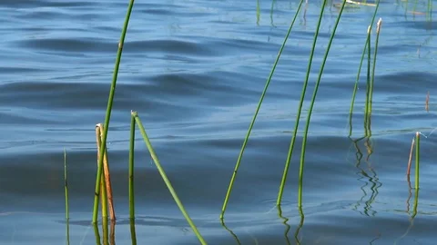 A small blue dragonfly sways on a sedge stalk. Stock Footage 126616987