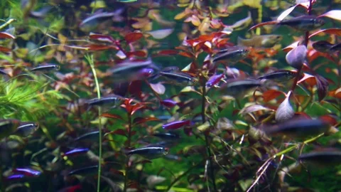 Small blue fish in algae Vidéo 74631991