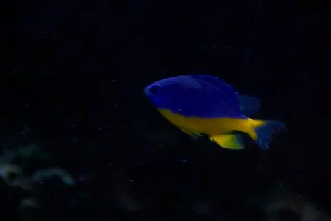 Small blue fish in the ocean Stock Photos
