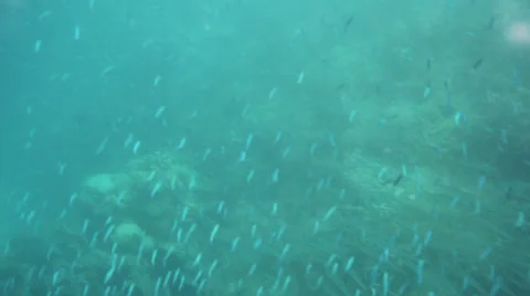 Small blue fish school in Great Barrier Reef Stock Footage 35873683
