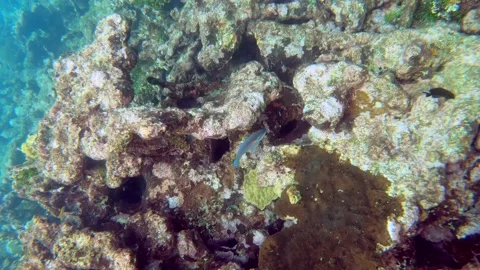 A small blue fish is swimming close to the coral reef of a paradisiac Vídeo Stock 148474212