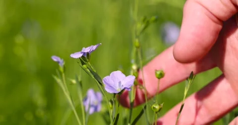 Small blue flax flowers in the field in the summer of the year in sunny weather, Stock Footage 328098675