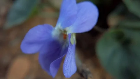 Small blue flower close up (viola alba) Stock Footage 125908546
