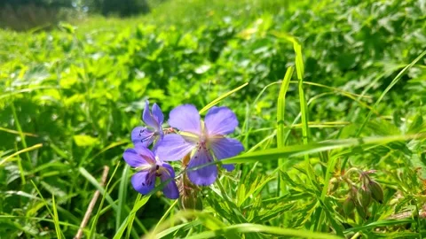 A small blue flower in the field develops in the wind. Video stock 138302507