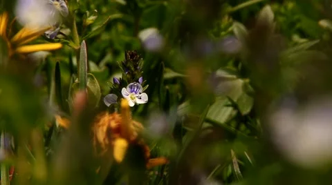 A small blue flower Stock Footage 69009050