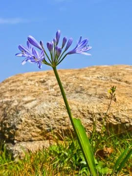 Small blue flower at mon jam hill in chiang mai, thailand Stock Photos