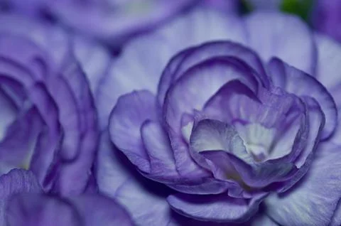 The Small Blue Flower Stock Photos