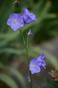 Small Blue Flower Stock Photos