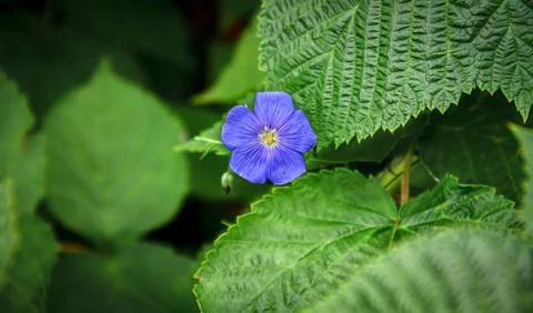 Small blue flower Stock Photos