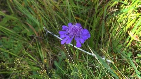 Small blue flower swaying in the wind. Stock-Footage 125992943