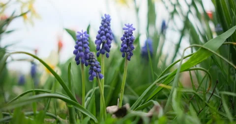Small blue flowers bloom in spring Stockbeeldmateriaal 155106252