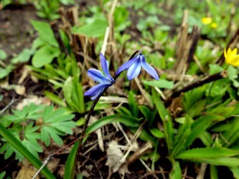 Small blue flowers closeup Stock-Fotos