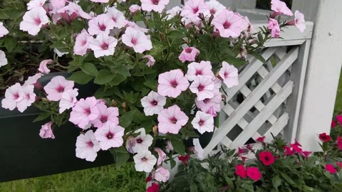 Small blue flowers in a flower bed in a city park Stock Footage 196595948