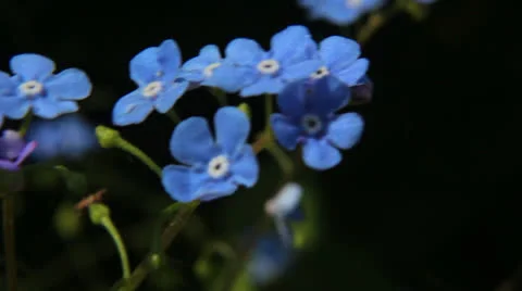 Small blue Flowers Stock Footage 23716049