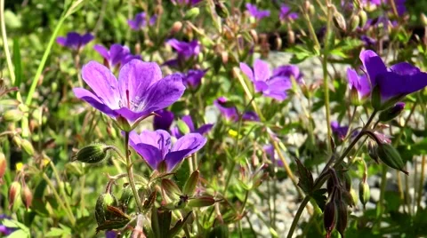 Small blue flowers forest geranium swaying in the wind. Stock Footage 68447076