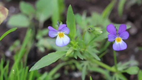 Small blue flowers in the garden. Stock Footage 77410957
