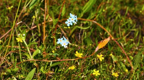 Small Blue Flowers in grass Stock Footage 59664430
