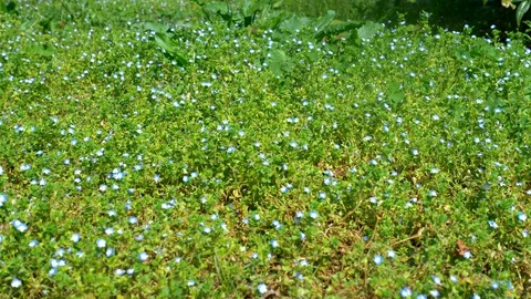 Small blue flowers in the meadow. Veronica filiformis Stock Footage 128013448