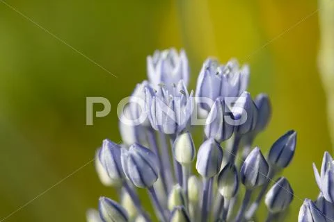 Small blue flowers in nature, close-up Stock Photos