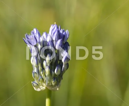 Small blue flowers in nature, close-up Stock Photos