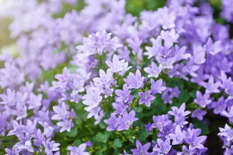Small blue flowers Stock Photos