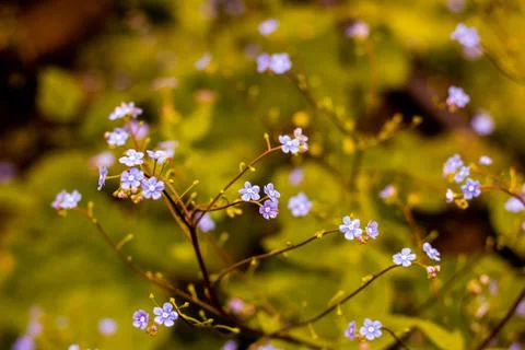 Small blue flowers Stock Photos