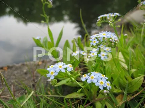 Small Blue Flowers on the Shore of a Still Pond Stock Photos