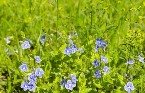 Small blue flowers of spring primrose Veronica hamedris germander speedwell,  Foto stock