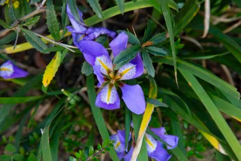 Small blue flowers in spring. A small flower Bush in the garden. Stock Photos