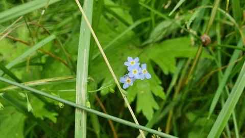 A small blue forest flower in green grass. Stock Footage 303563161