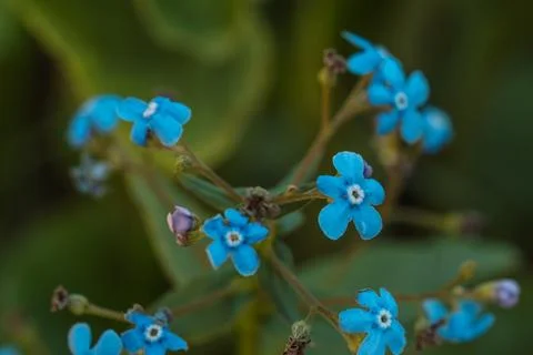 Small blue forget-me-not flowers blooming in garden with soft natural background Stock Photos