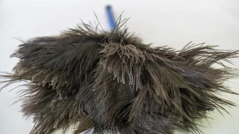 Small blue-handled duster with black feathers Foto stock