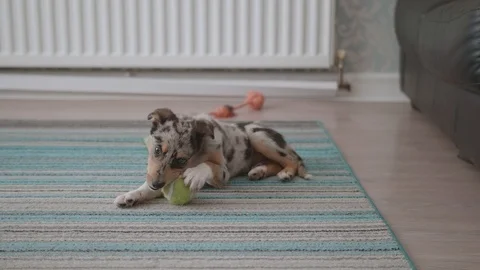 Small blue merle border collie puppy chewing a toy Stock Footage 119184972