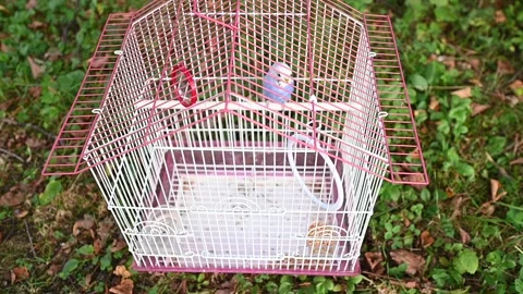 A small blue parrot in a cage close-up. Stockbeeldmateriaal 330994913