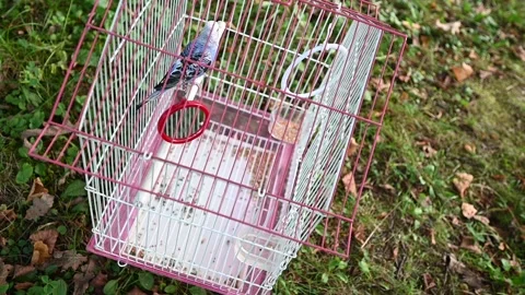 A small blue parrot in a cage close-up. Stock Footage 345644344