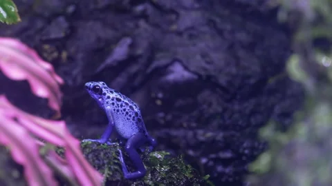 A small blue poison dart frog rests on green moss. Stock Footage 316377970