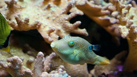 Small blue puffer fish Stock Footage 135350927