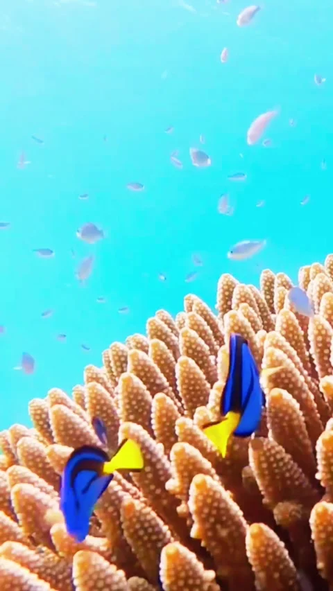 Small Blue Reef Fish Taking Shelter Within Golden Hard Coral Structures Stock Footage 337014302