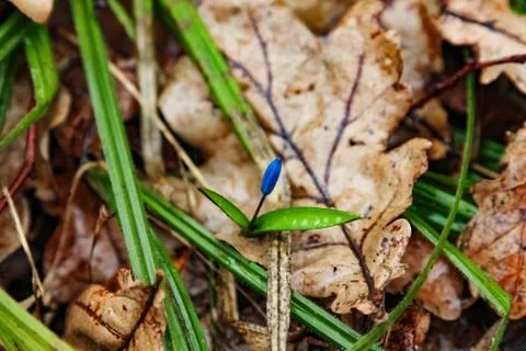 Small blue snowdrops in spring Stock-Fotos