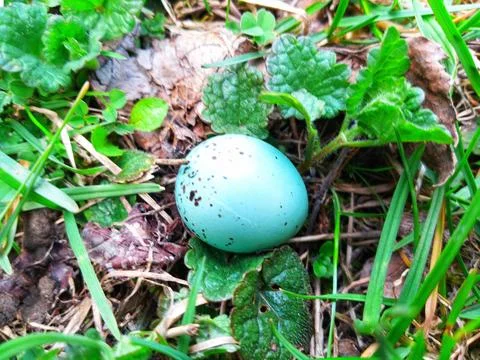 Small blue song thrush egg lying on green grass in garden Stock Photos