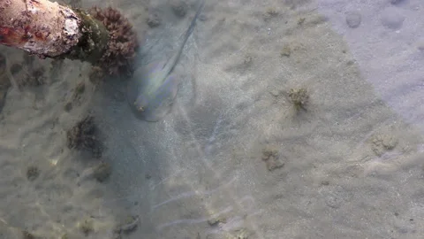 A small blue spotted stingray swam to the pier Stockbeeldmateriaal 159227675