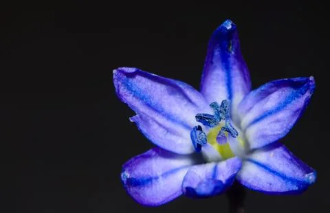 Small blue spring flower. 库存照片
