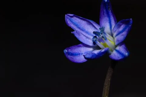 Small blue spring flower. Fotos de archivo