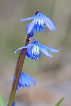 Small blue spring flowers Stock Photos